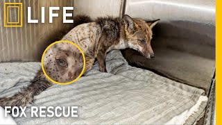 Incredible fox rescues, saving the wild ones | Animal rescue compilation