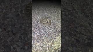 Wrangling big rattlesnakes