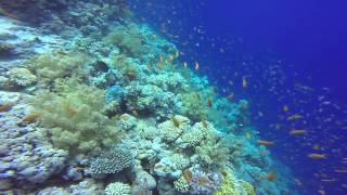 A lot of Fish on a Reef in the Red Sea