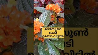 മൺസൂൺ ചെടി ഉണ്ടോ?? Sunset bells care /poppy vlogs