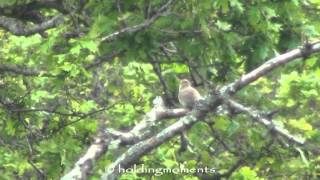 Garden Warbler