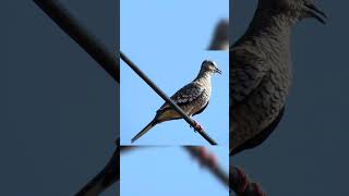 ROLINHA FOGO APAGOU, (Columbina squammata) galinha de Deus, rolinha cascavel, #birds #aves #nature