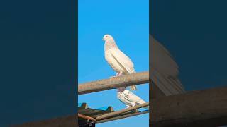 Pigions video #pigeon #kabootar #shorts #songviral #ytshort #ytviral #bird #birdspecies