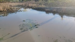 MEU BARREIRO TA CHEIO🙏 já tá tudo ficando verde