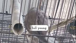 A Cockatiel Pair in Strong Bonding 》Signs of Strong Bonding 《 @menmouji Urdu Poetry & Fiction 》