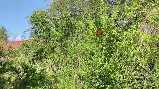 Watch a butterfly flutter by