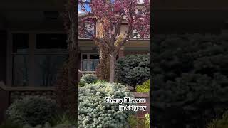 Cherry Blossom in Calgary | Alberta# Canada# June 10, 2024