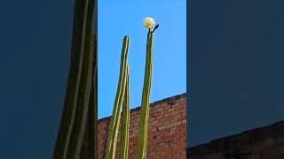 La #flor del #cactus. #bellezanatural.