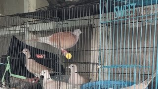 Menyapa Burung Perkutut Pagi Hari