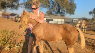 Dakota and Taffy are 3 months old! Dakota is 12.1h and Taffy is 10.1!