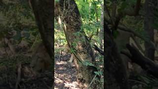 Jungle King.. rare clip #girnationalpark #jungle #safari #beautiful #nature #naturelovers