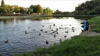 Patos no Rio Lima