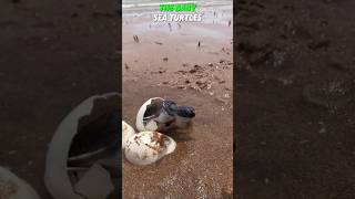 Baby Turtles Hatching! Amazing Moment #shorts