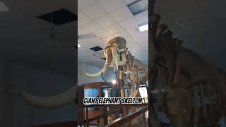 old giant elephant skeleton in kerala# Thrissur museum