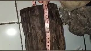 log kayu gaharu buaya hitam kalimantan tengah