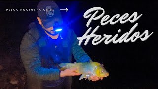 Peces Heridos por temporal en Chile, pesca nocturna