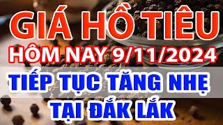 Giá tiêu hôm nay 9/11/2024: tiếp tục tăng nhẹ tại Đắk Lắk