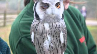 Cutest White Faced Baby Owl