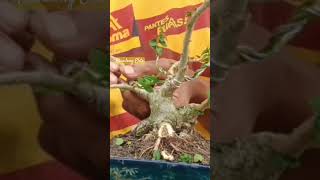 ribet pasang kawat bonsai #bonsai #blandongelite