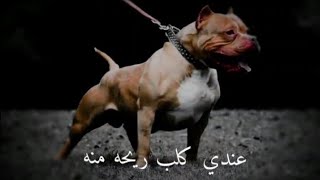 حاله واتس 2022عندي🐶 كلب😡 رايحه منه(اسمه سيزر اسالو عنو حلقولو و مودي أمين