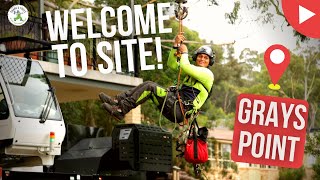 WELCOME TO SITE - GRAYS POINT - SHANES TREES