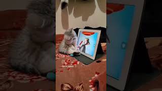 #viralvideo #gatos #adoteumgato #cat #adote #pets #adoteumgatinho #gato #adotaretudodebom #catlover