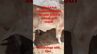 sohrab goth mandi ❤️