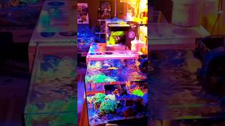 DREAM FISH ROOM#fish #feeding #shorts