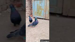 #pigeon #birds #kabootar #vi#shorts #nafeespigeon #shortsviral