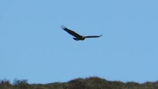 Golden Eagle visiting Rathlin Island