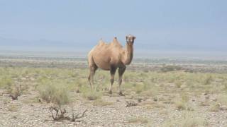 Looking for Bactrian camels