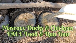 Muscovy Duck & Chicken food, composting, and run fall tour 2022