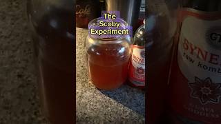 Grow A Scoby From Store Bought Raw Kombucha