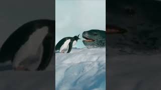 Pinguin Vs Leopard Seal #animal #shorts #pinguin