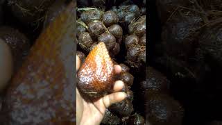 Salak Pondoh baru petik dari kebun #shorts