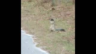 Sherman Fox Squirrel