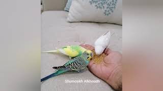 اطعام طيور البادجي  Bird #shorts