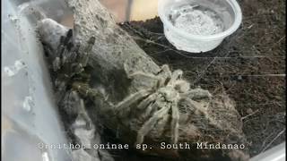 Ornithoctoninae sp. South Mindanao | Pairing Video | Earth Tiger | Gorby Exotics