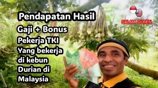 Pendapatan Gaji + Bonus Pekerja TKI yang bekerja di kebun Durian Malaysia.