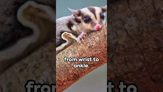 Sugar Gliders 🐿️🐿️