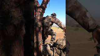 Cacería de jabalí con perros #shorts #outdoors #caceria #hunting #jabali