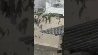 parrots # in my  # terrace #you #tube# shorts #