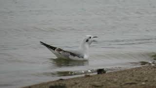 Bonaparte's Gull