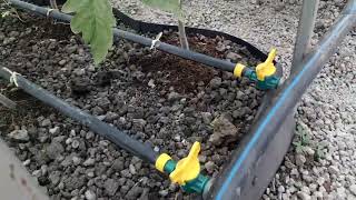 Tomatoes under hydroponic system (Pumice) with Spinach.