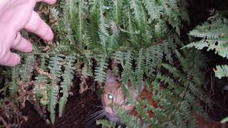 Jungle Cat!