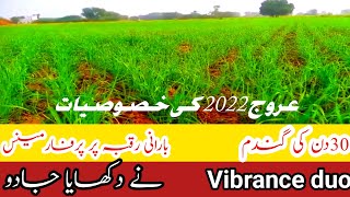 Urooj 2022 wheat variety|silent feature of Urooj 2022 wheat|Cultivation of Urooj|Badwal Desi vlog|