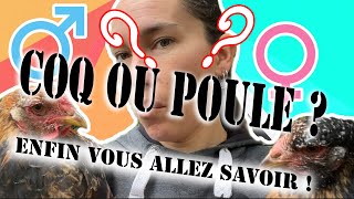 Poule ou Coq ! Je vous dit tout pour les différencier