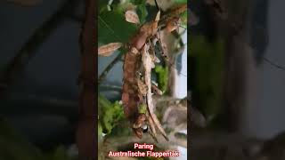 paring Australische Flappentak psg9 #wandelendetakken #Flappentak