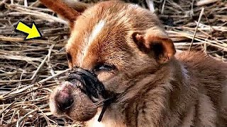 Щенок с заклеенной пастью лежал в открытом поле и больше не двигался.