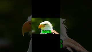 Bald eagle#BaldEagle#EagleWatching#BirdOfPrey#MajesticEagl #shorts #subscribe #like